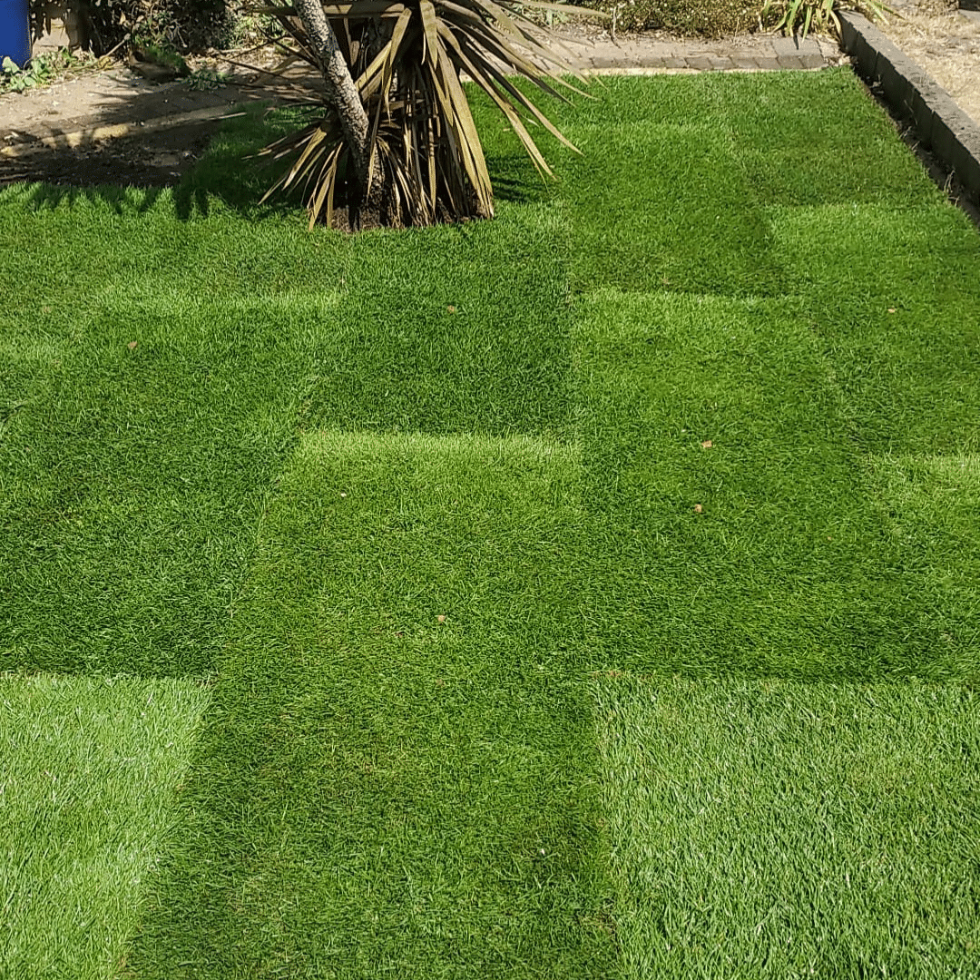 Step 3 – Watering & Establishing the New Lawn